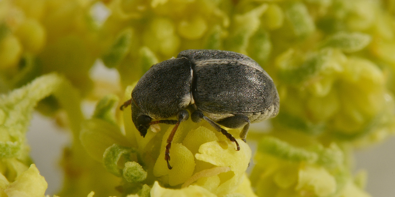 Quale famiglia?  Anthribidae:  Bruchela suturalis